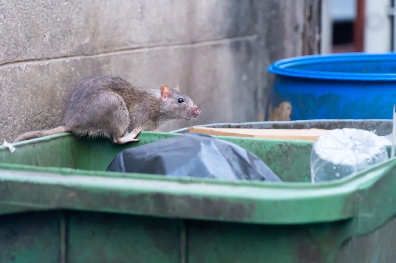 Rat Pest Control - Rat on an outdoor waste bin beside a wall