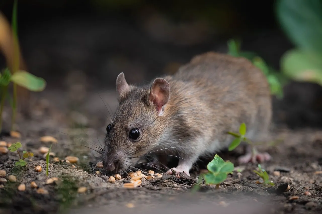 Rat Pest Control - Brown Rat foraging for seeds at ground level
