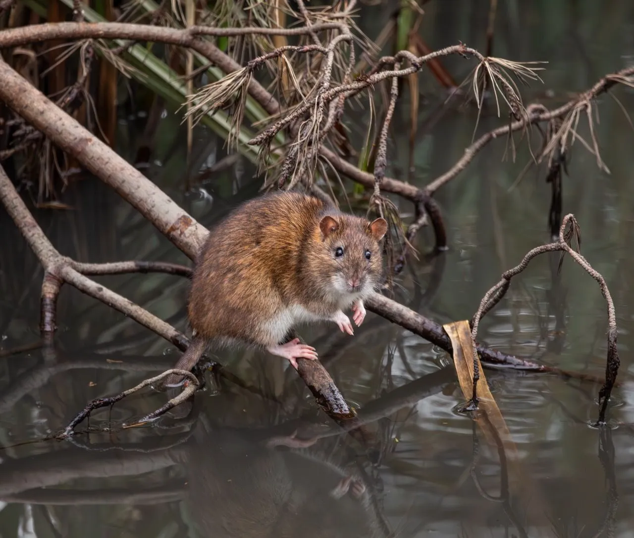 Rat Pest Control - Brown Rat balancing on branches above water